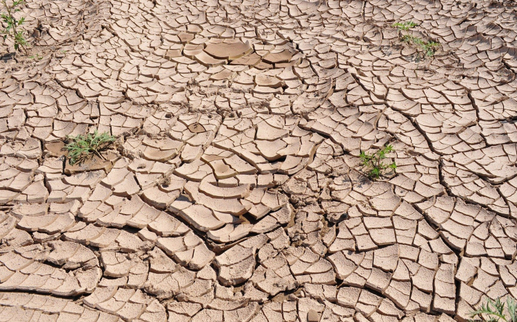 Bóna Szabolcs: aszályos időszakban valós veszélyt jelent az ukrán gabona árletörő hatása
