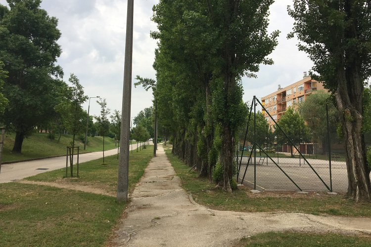 Jelentős mennyiségű fát ültetnek ősszel a Rádió lakótelepi veszélyes nyárfák helyett