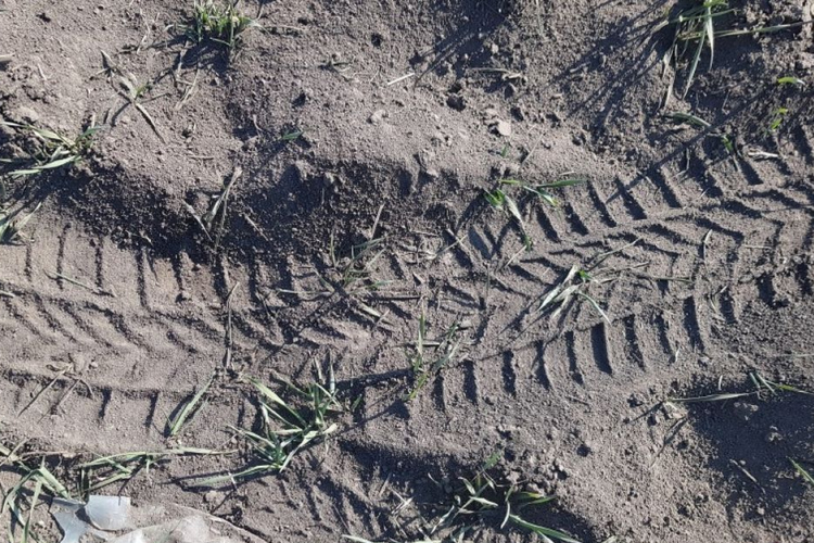 Driftelve rongálta meg a termőterületet