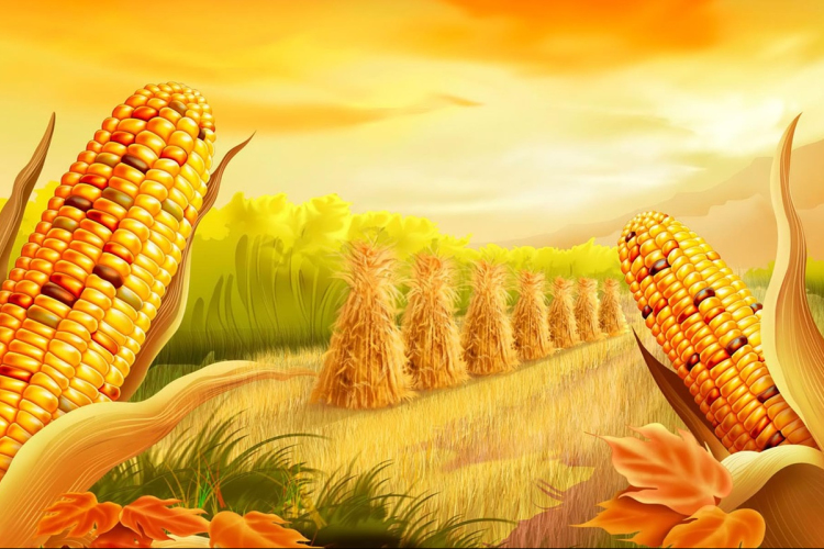 Betett a kukoricának a csapadékhiány, a hőség, illetve a jégeső