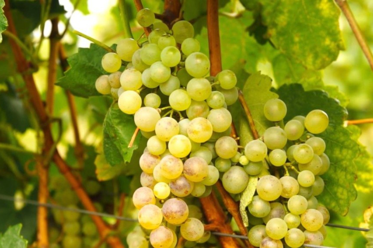 A Furmint éve lett 2017