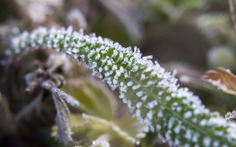 Agrometeorológia: pénteken és szombaton akár károkozó fagyok is várhatók